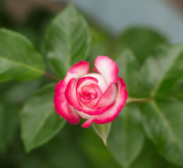 little pink rose growing in the garden