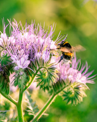 Eine Hummel auf einer Blüte