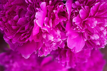 Abstract pink peony flower background in summer