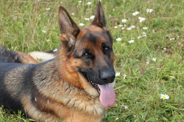 German shepherd