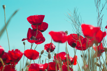 Obraz premium Red poppy flowers against the blue sky