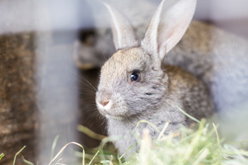 Beautiful gray rabbit in a cage on a home farm