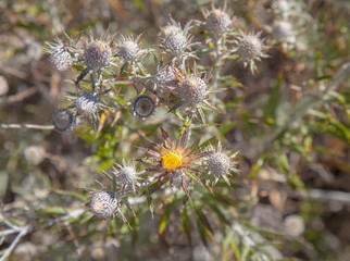 Flora of Gran Canaria - Carlina salicifolia
