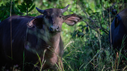 Büffel im Liwonde Nationalpark