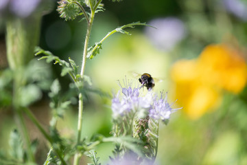 Bumble Bee Hummel Biene Großstadt - Garten