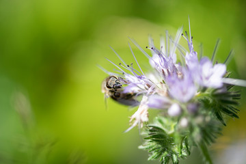 Bumble Bee Hummel Biene Großstadt - Garten