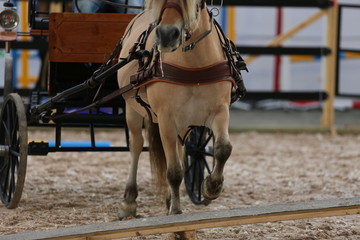 Four horses racing, western riding, horse show, icelandic horses, inlet horse