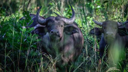 B&uuml;ffel im Liwonde Nationalpark
