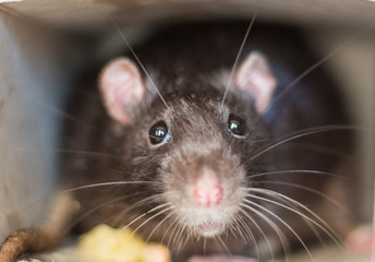 Close-up of a rat looks out of his refuge, symbol of 2020