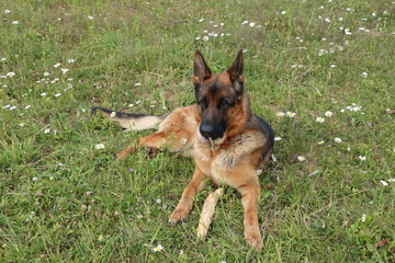 dog on grass, german shepherd 