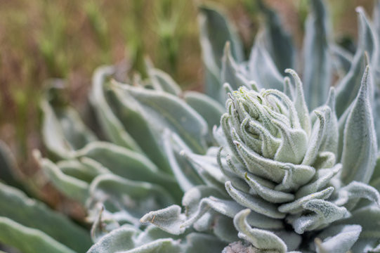 Close up of a wild succulent plant growing in the field