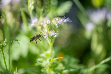 Bumble Bee Hummel Biene Großstadt - Garten