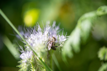 Fototapeta premium Bumble Bee Hummel Biene Großstadt - Garten