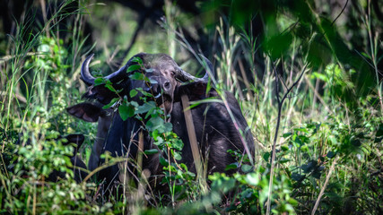 Naklejka na ściany i meble Büffel im Liwonde Nationalpark