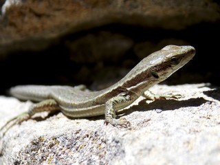 a lizard on a sunny rock
