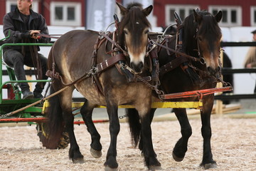 Four horses racing, western riding, horse show, icelandic horses, inlet horse