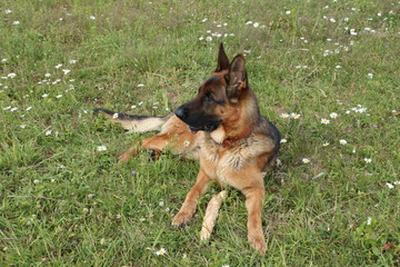 German shepherd