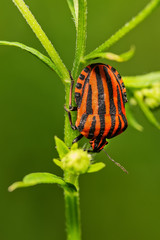 Fototapeta na wymiar Red and black Italian Striped Beetle or Minstrel Bug (Graphosoma lineatum). Stinky bug on the leaf.