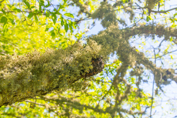 Hairy moss or lichen growing underneath a tree branch