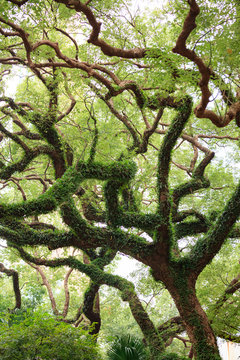 Big Tree Curly Branches And Foliage