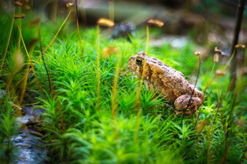 Toad in a luscious green forest with tiny stream