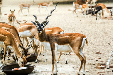 Beautiful wild animal Blackbuck deer (Antilope cervicapra) or Indian antelope in Lal Suhanra National Park Safari Park, Bahawalpur, Pakistan