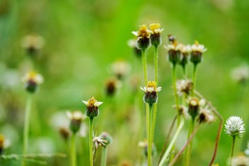 Meadow flower field summer outdoor beautiful nature backgound