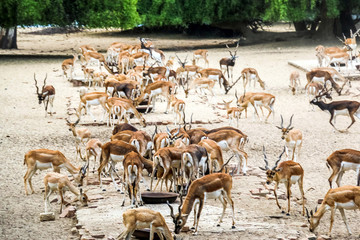Fototapeta na wymiar Beautiful wild animal Blackbuck deer (Antilope cervicapra) or Indian antelope in Lal Suhanra National Park Safari Park, Bahawalpur, Pakistan