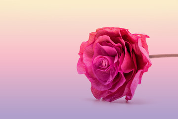 Dried pink rose flower isolate  on soft color background.