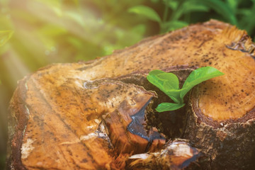 The resurrection tree and radial sunrise. Little green plant growing up from wet die tree with selective focus and copy space. Background for Beginner business or Earth day or Environment concept.