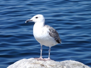 seagull on beach