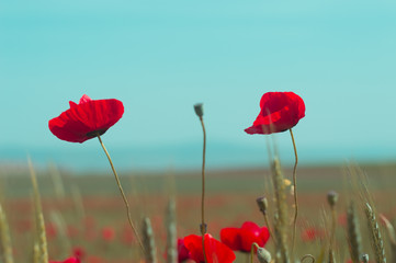 Fototapeta premium Red poppy flowers against the blue sky
