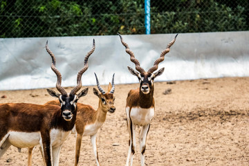 Beautiful wild animal Blackbuck deer (Antilope cervicapra) or Indian antelope in Lal Suhanra National Park Safari Park, Bahawalpur, Pakistan