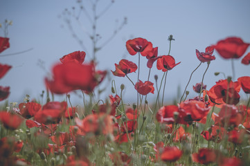 Obraz premium Red poppy flowers against the blue sky