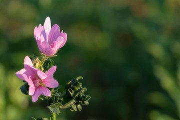 Close-up detail of pink wildflowers with green leaves on background with copy space for text