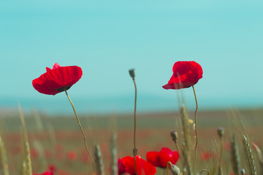 Red poppy flowers against the blue sky