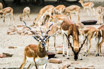Beautiful wild animal Blackbuck deer (Antilope cervicapra) or Indian antelope in Lal Suhanra National Park Safari Park, Bahawalpur, Pakistan