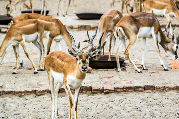Beautiful wild animal Blackbuck deer (Antilope cervicapra) or Indian antelope in Lal Suhanra National Park Safari Park, Bahawalpur, Pakistan