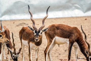 Beautiful wild animal Blackbuck deer (Antilope cervicapra) or Indian antelope in Lal Suhanra National Park Safari Park, Bahawalpur, Pakistan