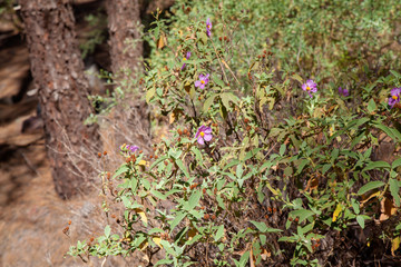 Flora of Gran Canaria - Cistus symphytifolius