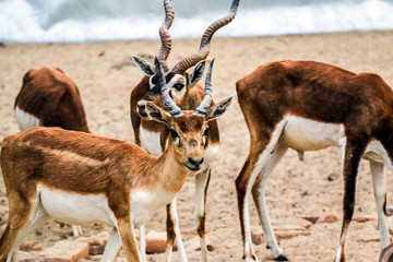 Naklejka na ściany i meble Beautiful wild animal Blackbuck deer (Antilope cervicapra) or Indian antelope in Lal Suhanra National Park Safari Park, Bahawalpur, Pakistan