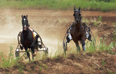 Race horses.Two horses bay suit runs at a trot, harnessed to a carriage. Water from the side.