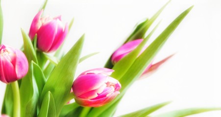 pink tulip flowers on a light background, close-up