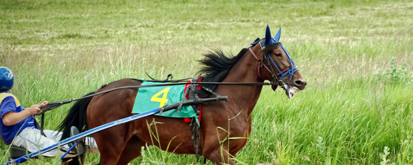 Race horse.Horse bay suit runs at a trot, harnessed to a carriage. Water from the side.
