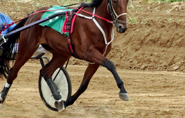 Race horse.Horse bay suit runs at a trot, harnessed to a carriage