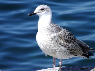 seagull on beach