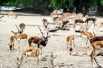 Beautiful wild animal Blackbuck deer (Antilope cervicapra) or Indian antelope in Lal Suhanra National Park Safari Park, Bahawalpur, Pakistan