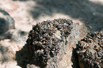 Stones covered with shells. Many mussels on the stone. A group of small clams on a stone