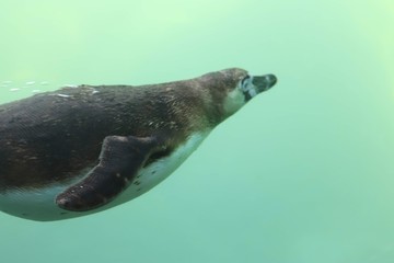 Naklejka premium pinguin swimming under water