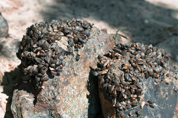 Stones covered with shells. Many mussels on the stone. A group of small clams on a stone